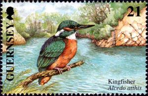 Colnect-5506-773-Common-Kingfisher-Alcedo-atthis.jpg