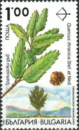 Colnect-5965-269-Endemic-trees-in-Bulgaria---Quercus-thracica.jpg