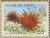 Colnect-4065-349-Red-Pencil-Urchin-Heterocentrotus-mammillatus.jpg
