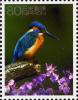 Colnect-4133-530-Common-Kingfisher-Alcedo-atthis.jpg