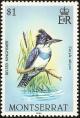 Colnect-1785-069-Belted-Kingfisher-Ceryle-alcyon.jpg