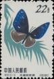 Colnect-487-253-Blue-branded-King-Crow-Euploea-leucostictus.jpg