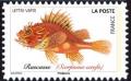 Colnect-5639-653-Red-Scorpionfish-Scorpaena-scrofa.jpg
