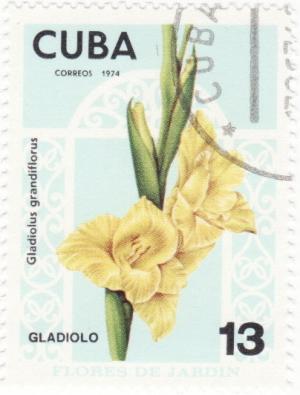 Colnect-940-682-Gladiolus-grandiflorus.jpg