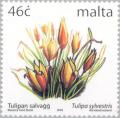 Colnect-131-375-Wild-Tulip---Tulipa-sylvestris.jpg