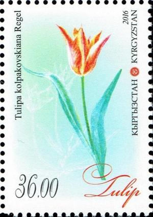 Colnect-3547-332-Tulipa-kolpakowskiana.jpg