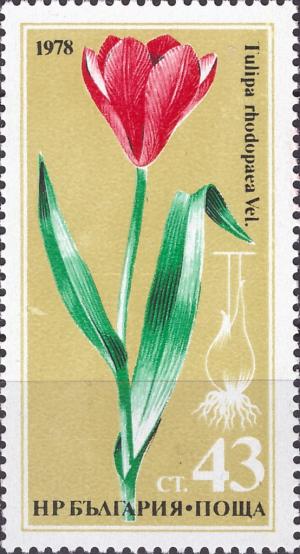 Colnect-4209-177-Tulipia-rhodopaea-Vel.jpg
