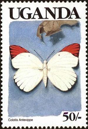 Colnect-4282-010-Red-Tip-Colotis-antevippe.jpg