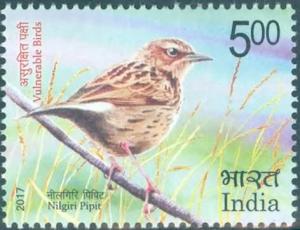 Colnect-4370-544-Nilgiri-Pipit-Anthus-nilghiriensis.jpg