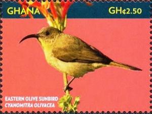 Colnect-4241-246-Olive-Sunbird----Cyanomitra-olivacea.jpg