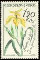 Colnect-441-023-Yellow-iris-Iris-pseudacorus.jpg