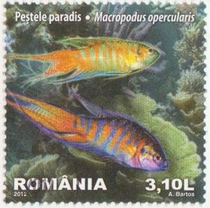 Colnect-1340-670-Paradise-Fish-Macropodus-opercularis.jpg