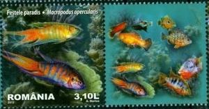Colnect-1379-046-Paradise-Fish-Macropodus-opercularis.jpg