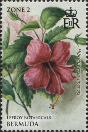 Colnect-4279-116-Hibiscus-rosa-sinensis.jpg