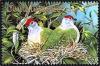 Colnect-2925-983-Cook-Islands-Fruit-Dove-Ptilinopus-rarotongensis.jpg