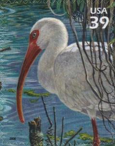 Colnect-202-666-American-White-Ibis%C2%A0Eudocimus-albus.jpg