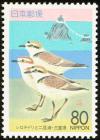 Colnect-818-105-Kentish-Plover-Charadrius-alexandrinus-and-Futamiura-Beach.jpg