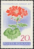 Colnect-4833-059-Garden-geranium-Pelargonium-zonale-hybr.jpg