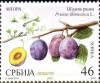 Colnect-2700-504-Plum--Scaron-ljiva-ranka---Prunus-domestica-L.jpg