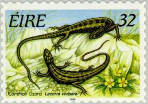 Colnect-129-275-Common-Lizard-Zootoca-vivipara.jpg