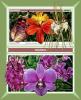 Colnect-5085-410-Bulbophyllum-frostii-Epidendrum-cinnaba-rinum-Brassia.jpg