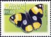 Yellow-Pansy---Junonia-hierta.jpg