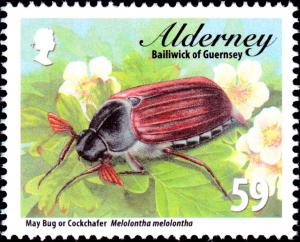 Colnect-5486-757-May-Bug-or-Cockchafer-Melolontha-melolontha-.jpg