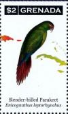 Colnect-4523-276-Slender-billed-Parakeet----Enicognathus-leptorhynchus.jpg