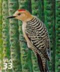 Colnect-201-228-Gila-Woodpecker-Melanerpes-uropygialis.jpg