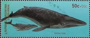 Colnect-3348-265-Pro-Philately---Minke-Whale-Balaenoptera-acutorostrata.jpg