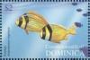 Colnect-3268-764-Atlantic-Porkfish-Anisotremus-virginicus.jpg