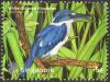 Colnect-2035-249-White-collared-Kingfisher-Todiramphus-chloris-.jpg