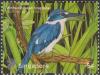 Colnect-6311-984-White-collared-Kingfisher-Todiramphus-chloris.jpg