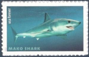 Colnect-4224-368-Shortfin-Mako-Shark-Isurus-oxyrinchus.jpg