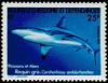 Colnect-853-932-Grey-Reef-Shark-Carcharhinus-amblyrhynchos.jpg
