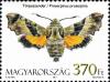 Colnect-960-663-Willowherb-Hawk-moth-Proserpinus-proserpina.jpg