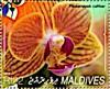 Colnect-5468-970-Phalaenopsis-cultivar.jpg