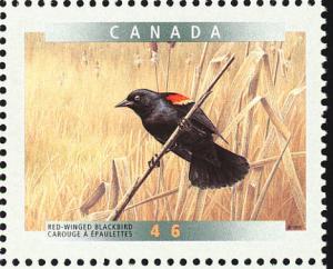 Colnect-1546-247-Red-winged-Blackbird-Agelaius-phoeniceus.jpg