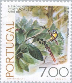 Colnect-173-623-Portugese-Laurel-Prunus-lusitanica.jpg