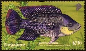 Colnect-3093-091-Mozambique-Tilapia-Oreochromis-mossambicus.jpg
