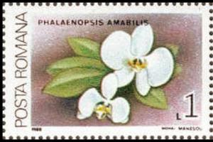 Colnect-3197-909-Phalaenopsis-amabilis.jpg