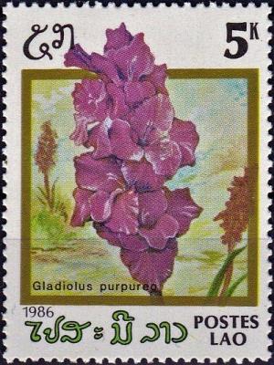 Colnect-4031-661-Gladiolus-purpureo.jpg