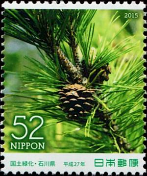 Colnect-5550-571-Japanese-Black-Pine-Pinus-thunbergii.jpg
