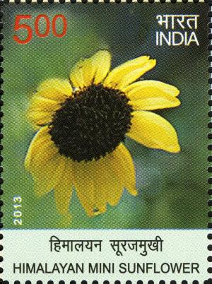 Colnect-6204-093-Himalayan-Mini-Sunflower.jpg