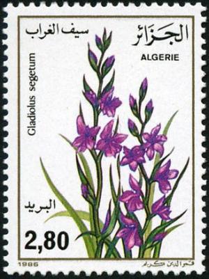 Colnect-872-144-Gladiolus-segetum.jpg