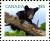 Colnect-2416-497-American-Black-Bear-Ursus-americanus.jpg