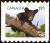 Colnect-2800-182-American-Black-Bear-Ursus-americanus.jpg