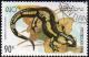 Colnect-1995-923-Common-Fire-Salamander-Salamandra-salamandra.jpg