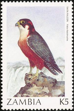 Colnect-864-830-Taita-Falcon-Falco-fasciinucha.jpg