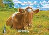 Colnect-3342-112-Golden-Guernsey-Cow.jpg